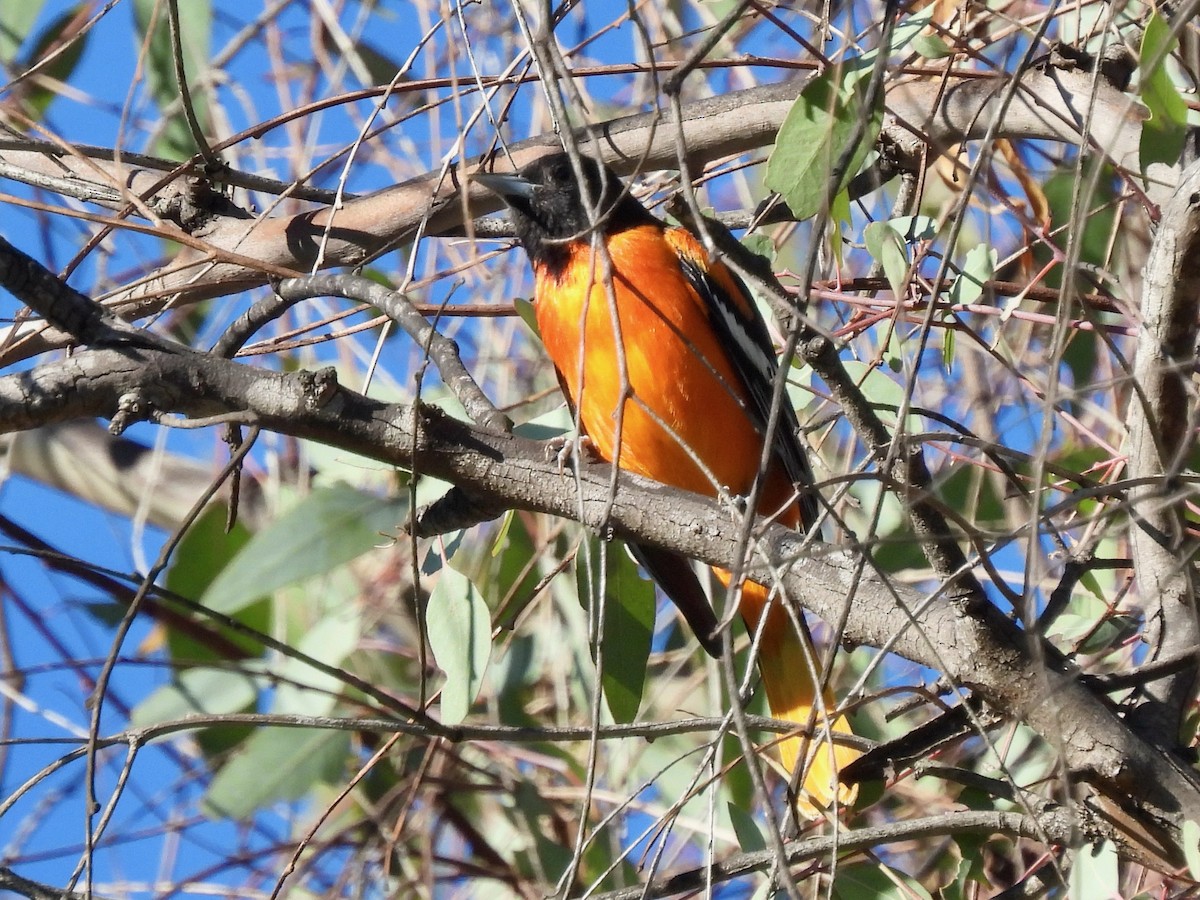 Baltimore Oriole - ML646774927