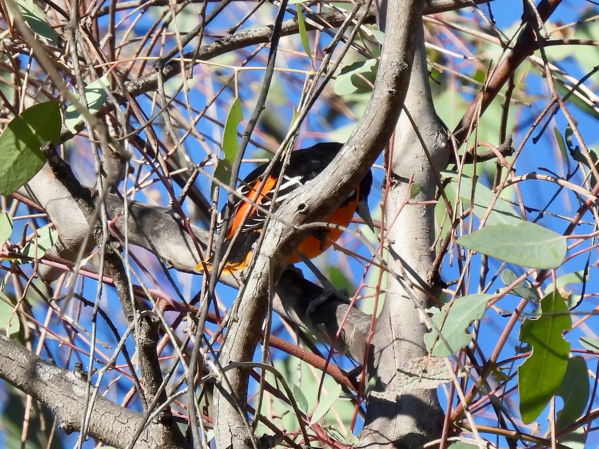 Baltimore Oriole - ML646774928