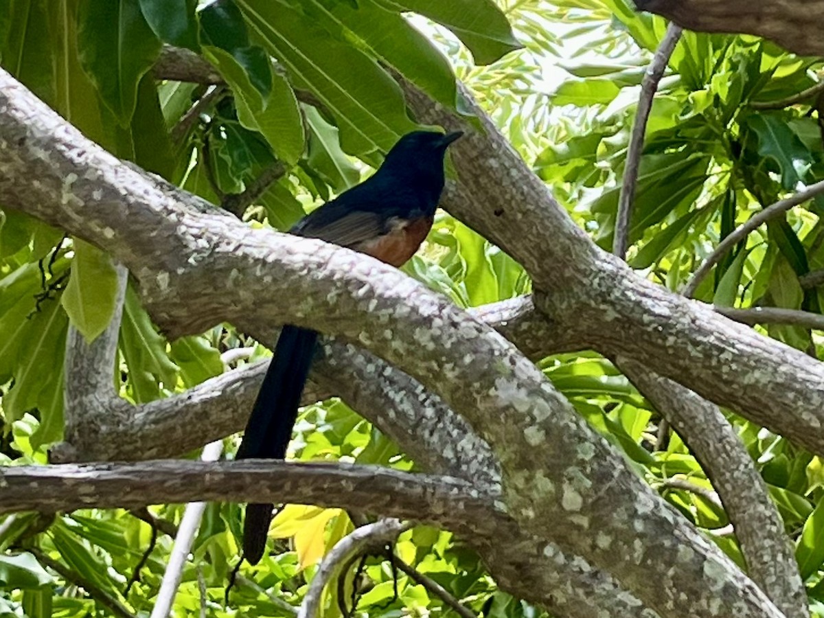 Shama Malabar - ML646774930