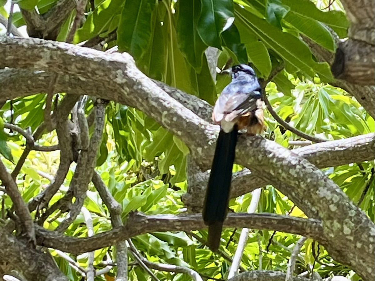 Shama Malabar - ML646774931