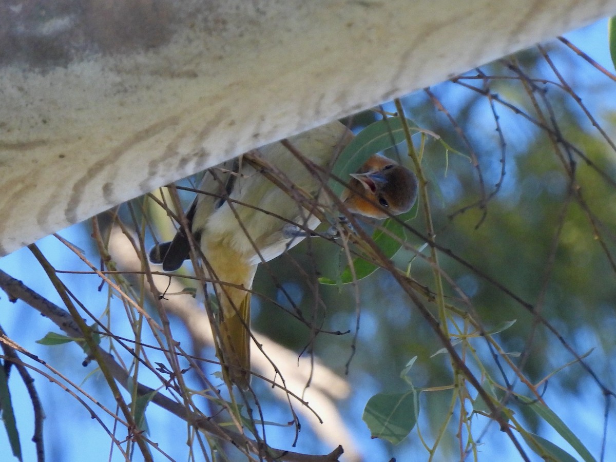 Bullock's Oriole - ML646774932