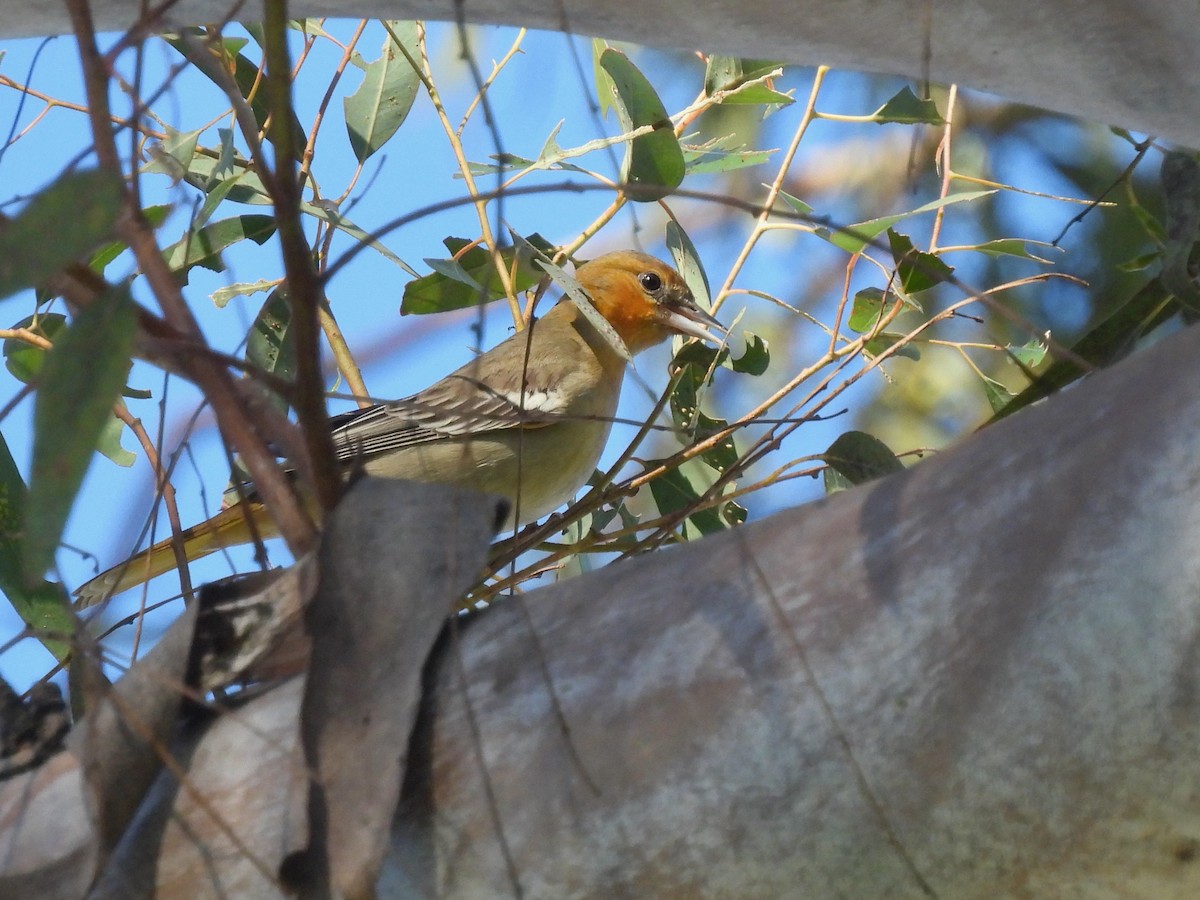 Bullock's Oriole - ML646774933