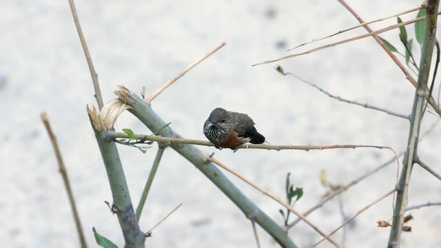 Wedge-tailed Hillstar - ML646774934