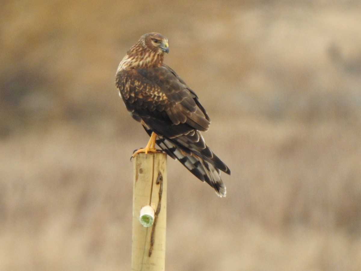 זרון אמריקני - ML646774935