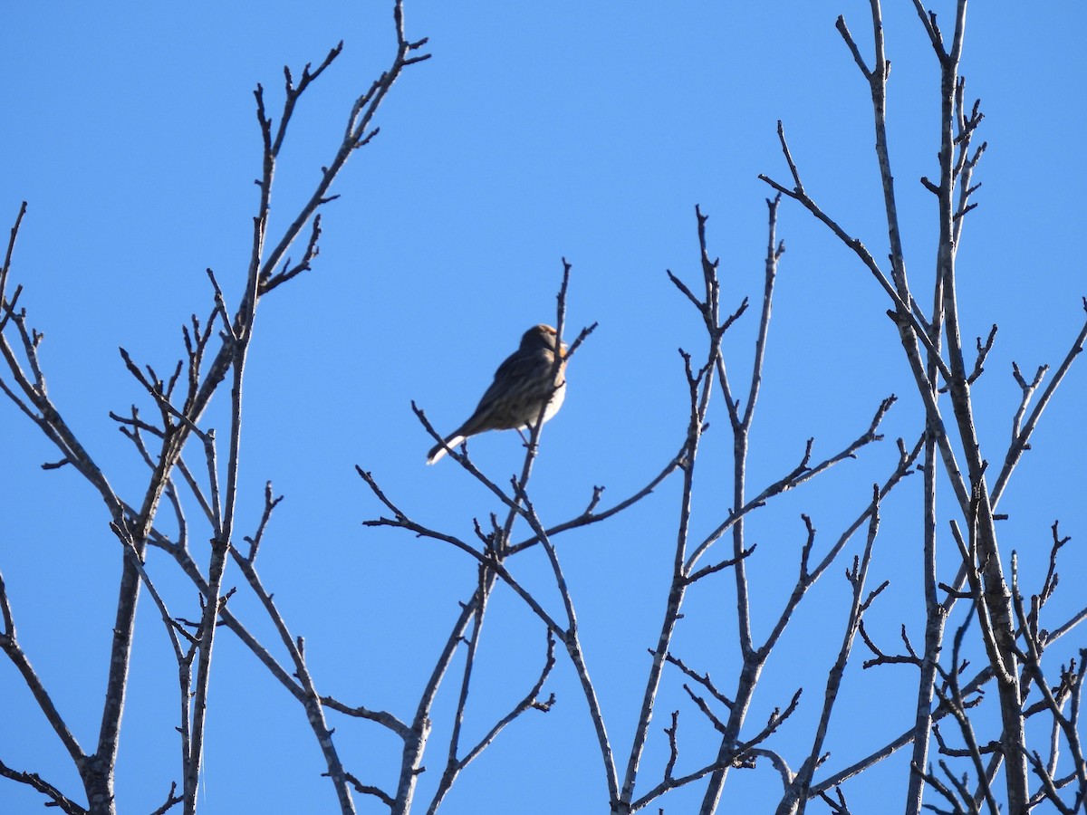 Burugorri arrunta - ML646774936