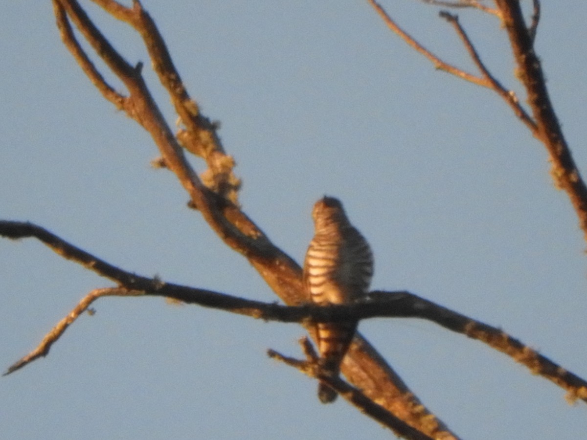 Shining Bronze-Cuckoo - ML646774937
