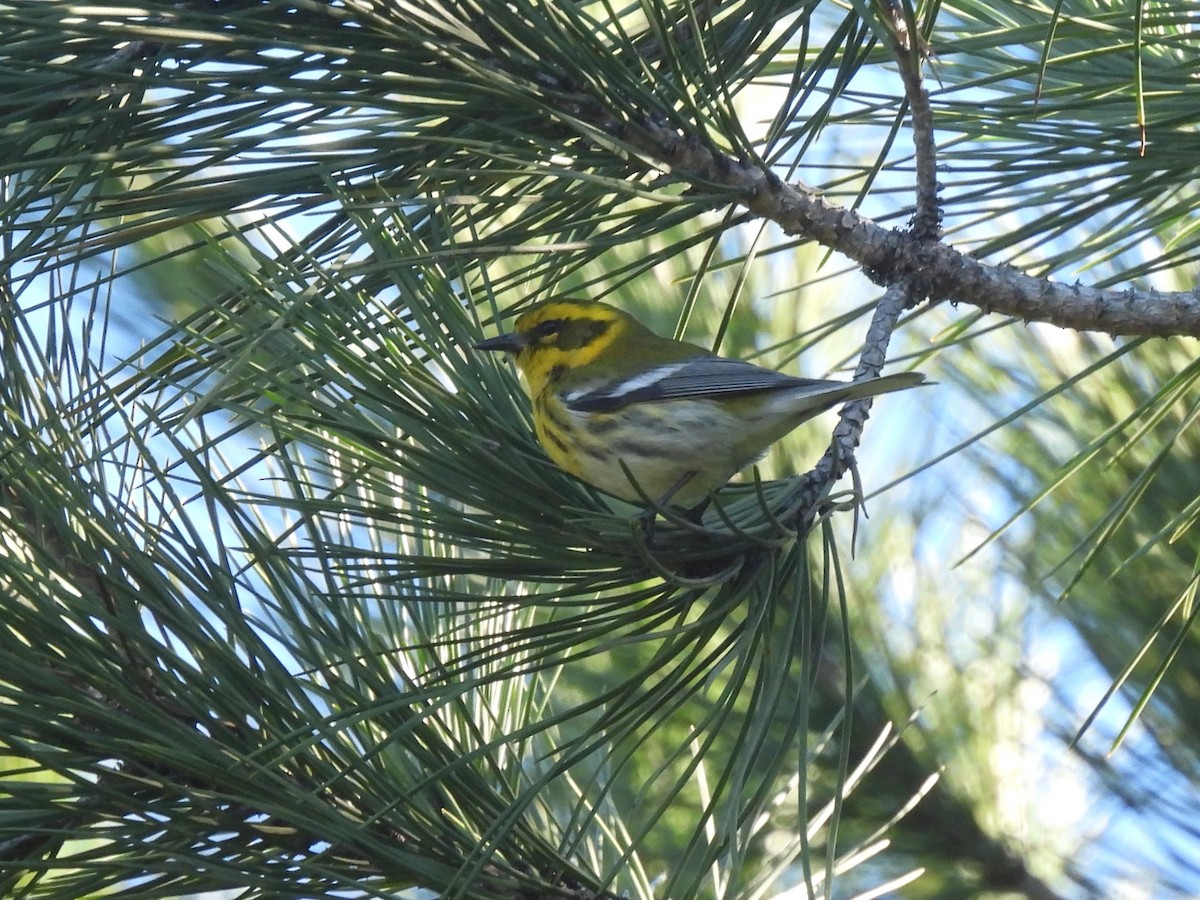 Townsend's Warbler - ML646774938