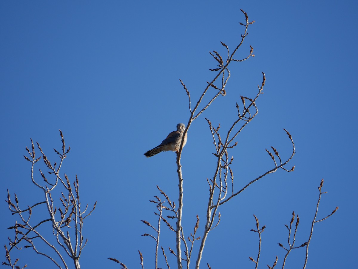 American Kestrel - ML646774940