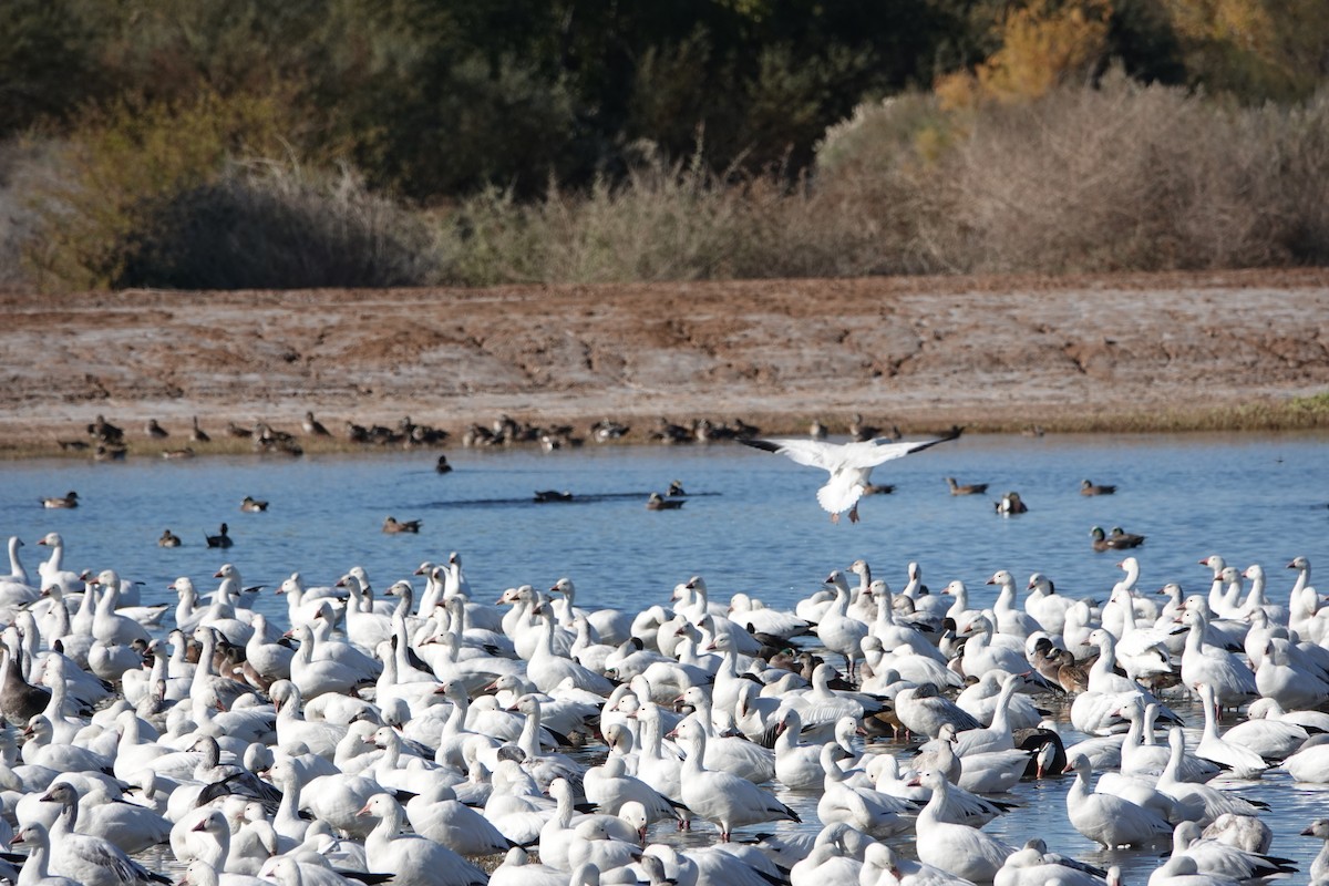 Kar Kazı - ML646774941