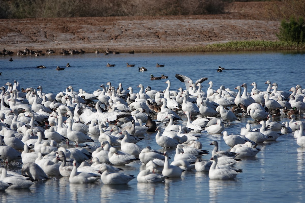 Kar Kazı - ML646774942