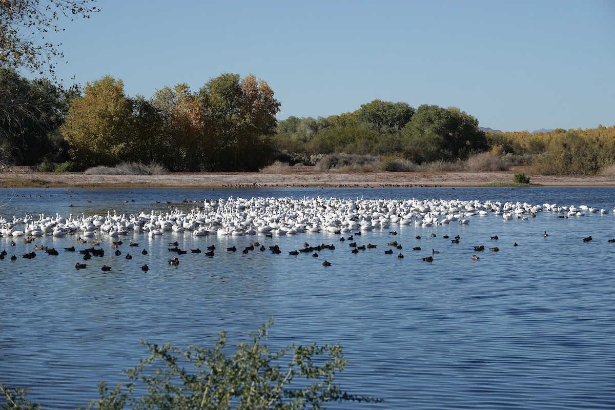 Kar Kazı - ML646774943