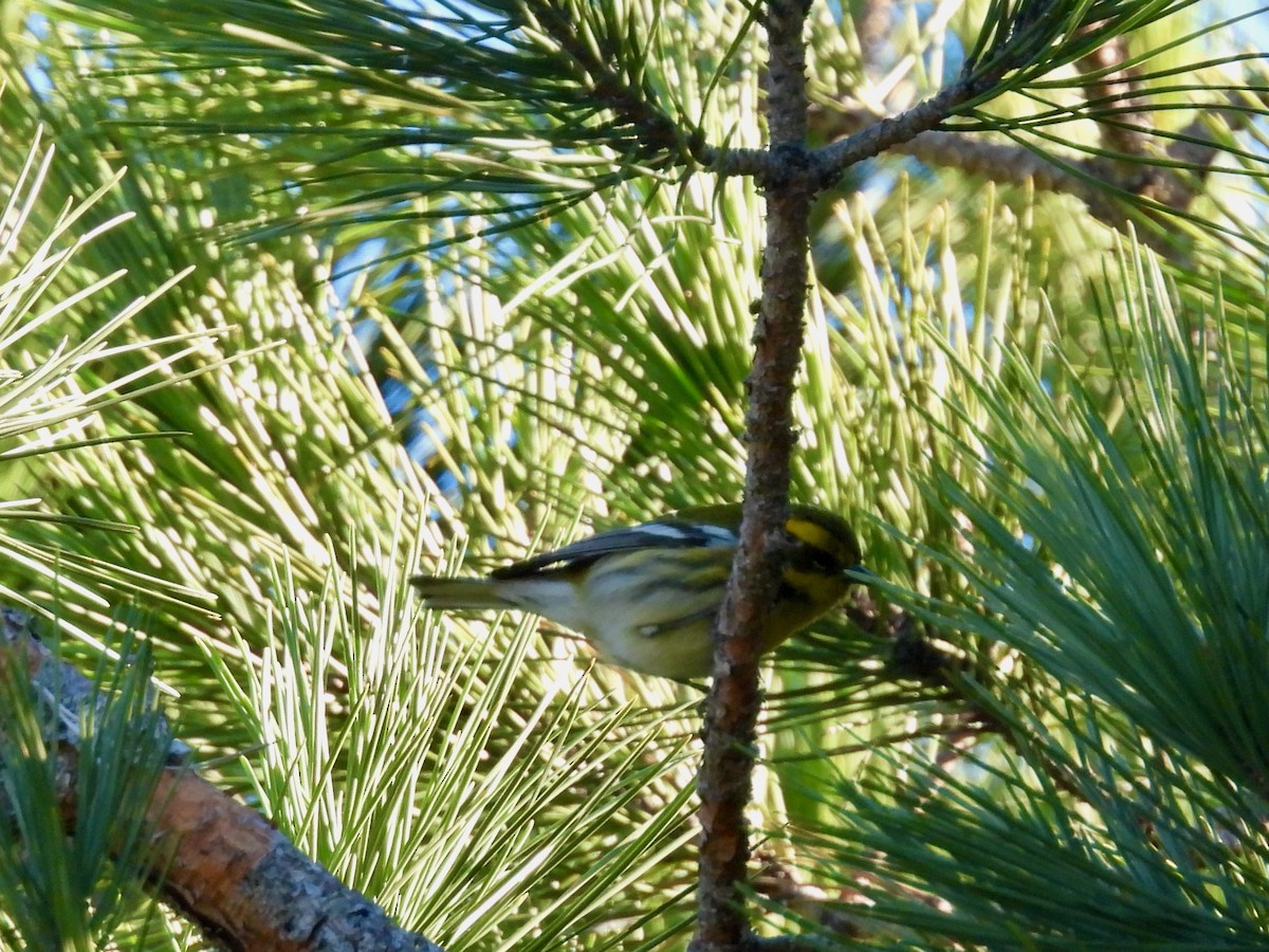 Townsend's Warbler - ML646774945