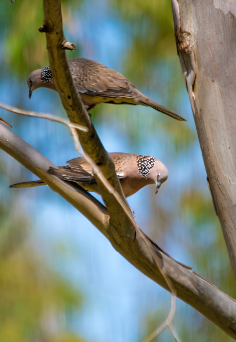 תור נקוד - ML646774946