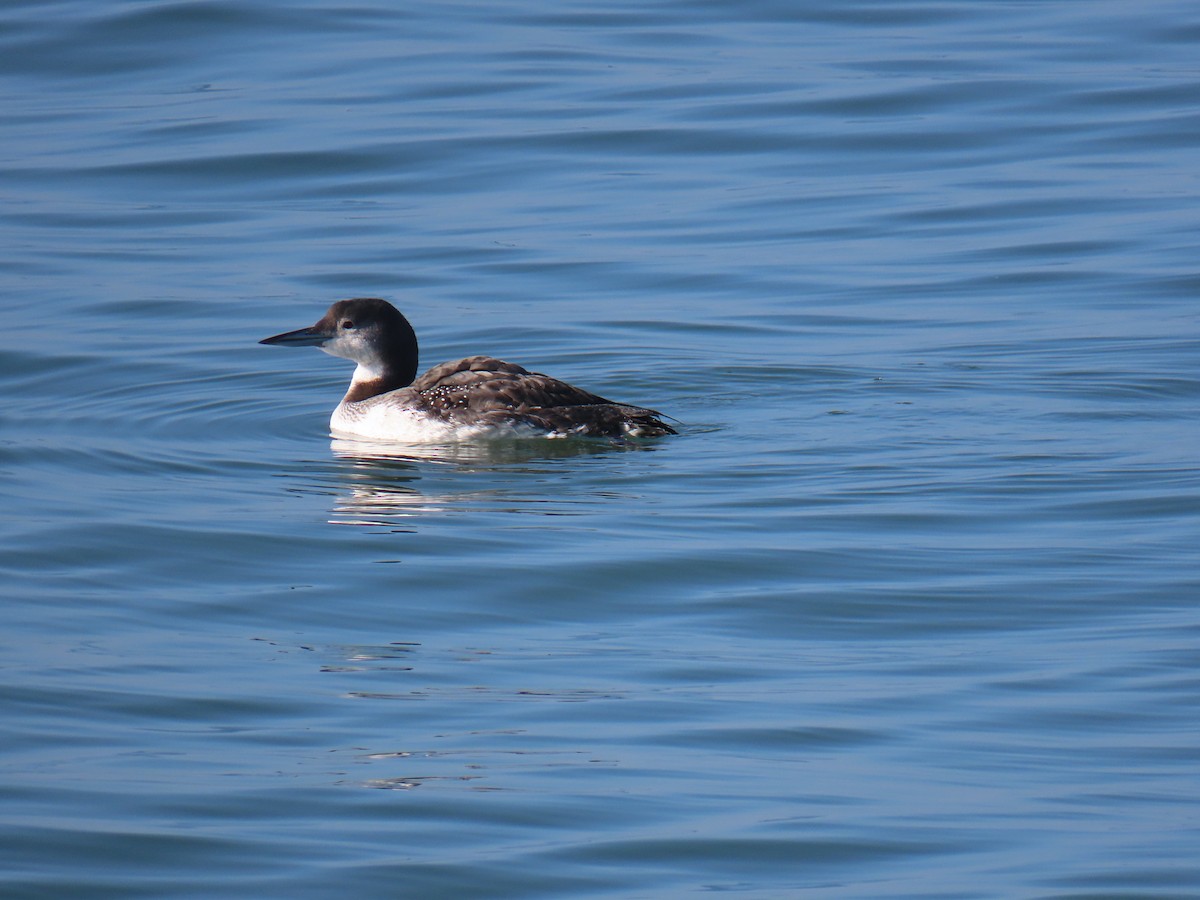 Buz Dalgıcı - ML646774947