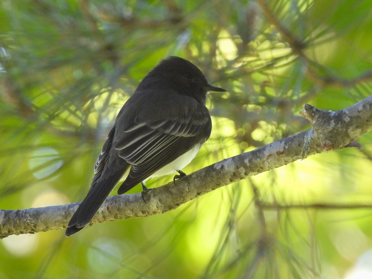 Black Phoebe - ML646774948
