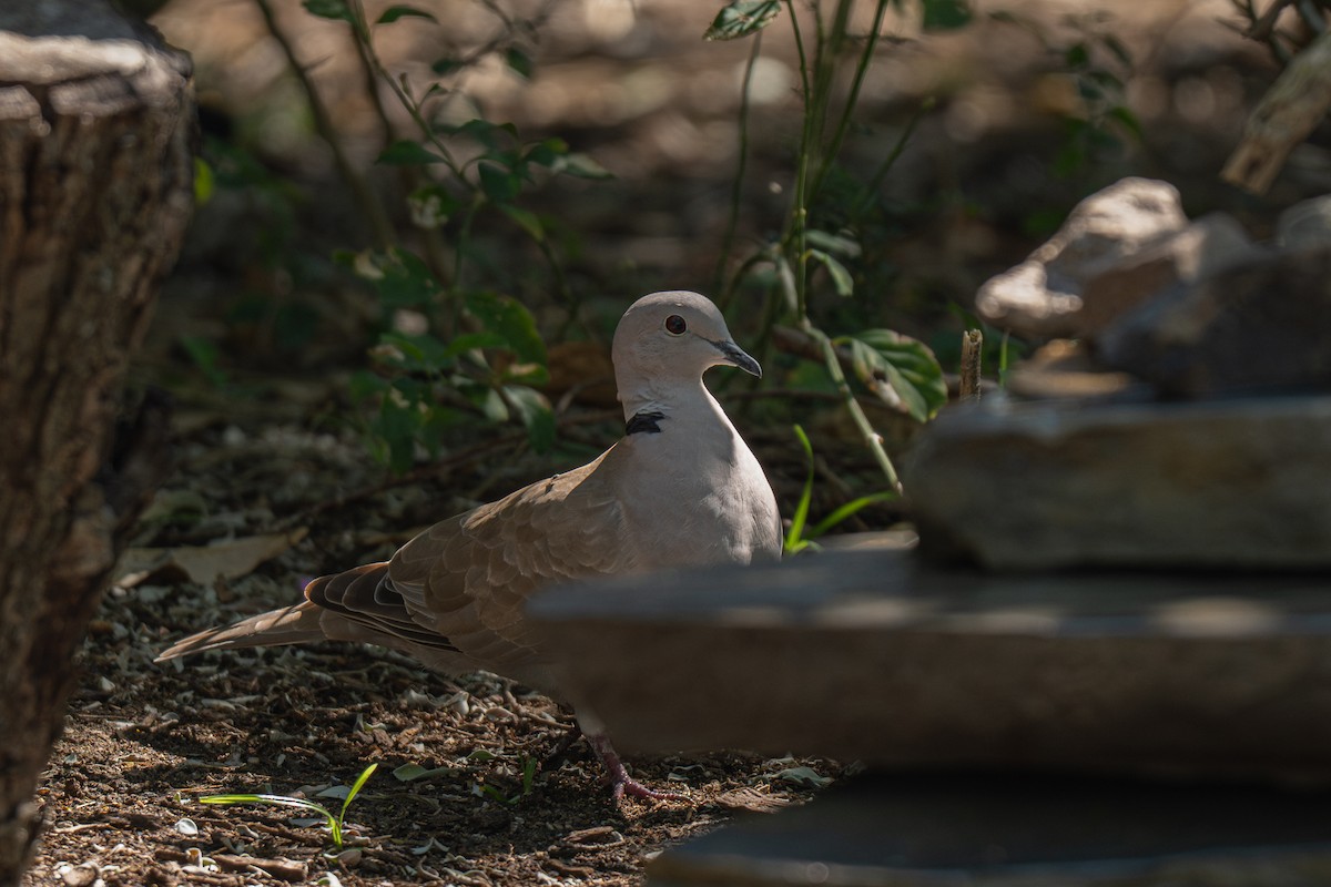 Горлиця садова - ML646774951