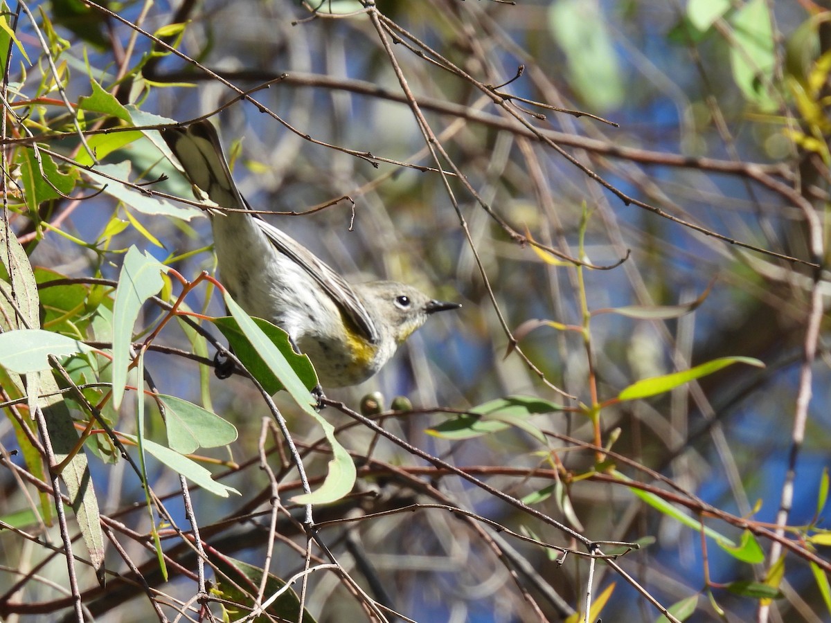 Yellow-rumped Warbler - ML646774952