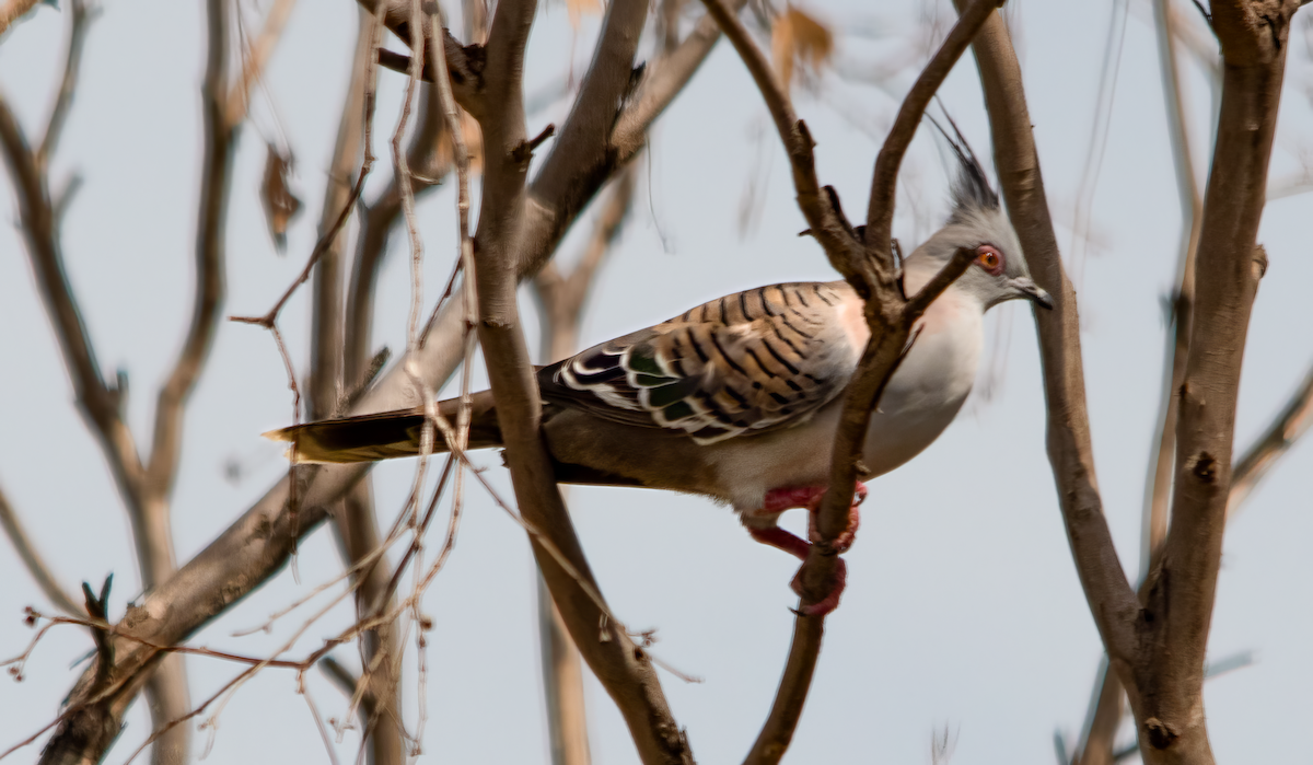 Crested Pigeon - ML646774953