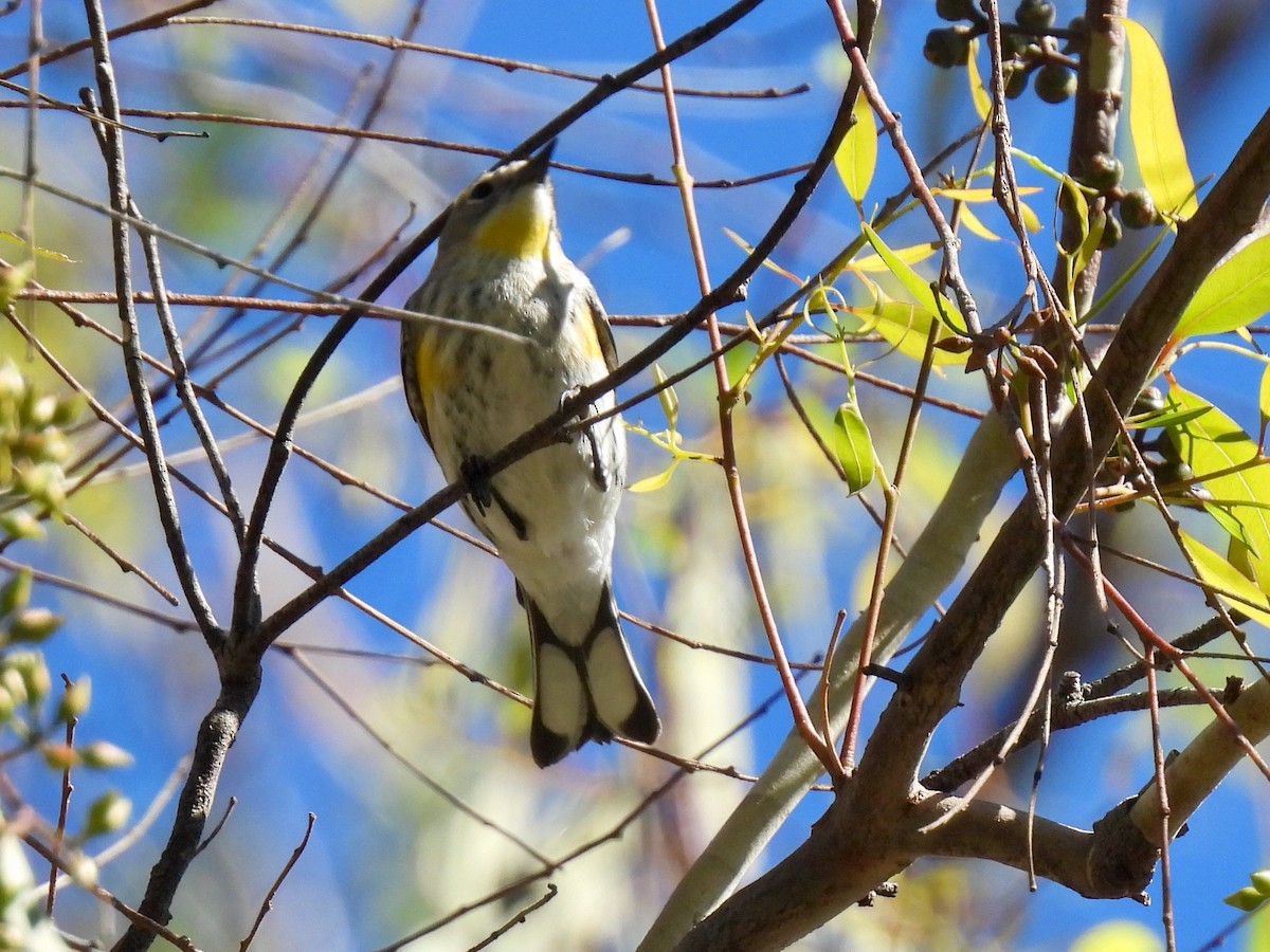 Yellow-rumped Warbler - ML646774954