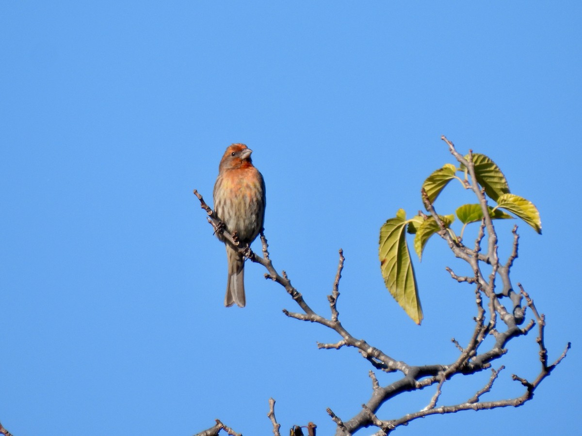 Burugorri arrunta - ML646774955