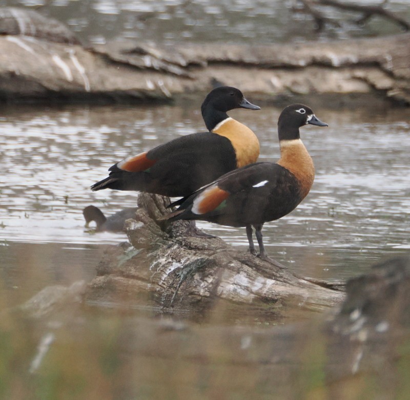 Australian Shelduck - ML646774956