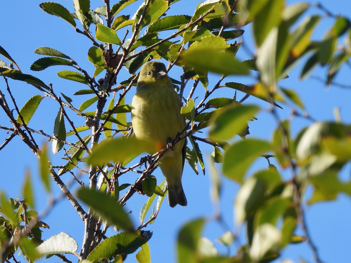 Lesser Goldfinch - ML646774958