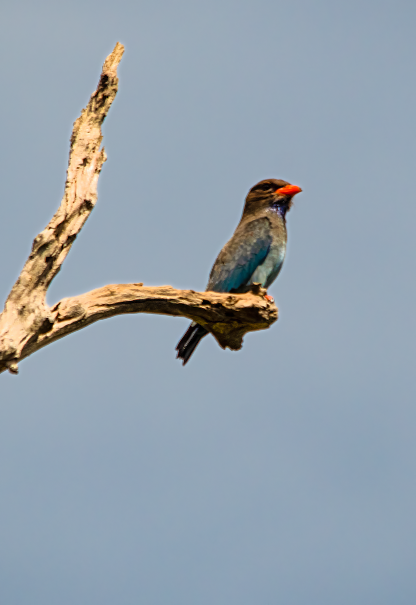 Dollarbird - ML646774959