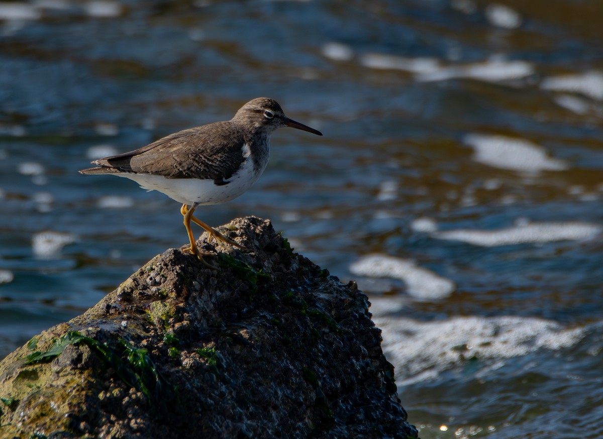 アメリカイソシギ - ML646774960
