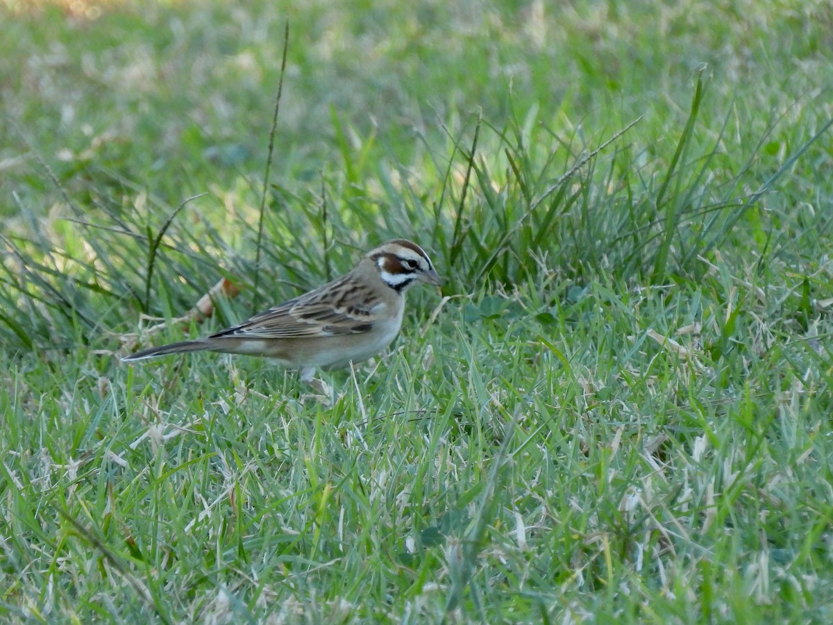 Lark Sparrow - ML646774961