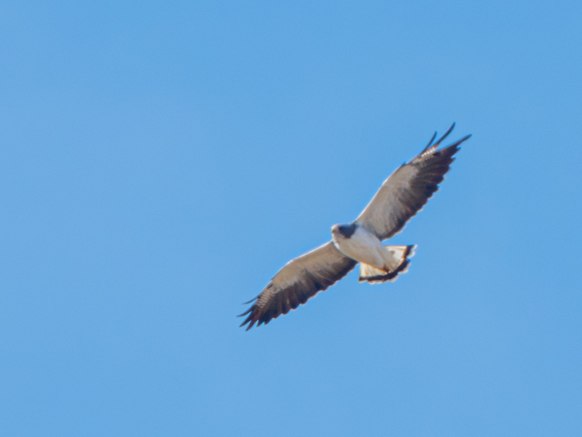White-tailed Hawk - ML646774962