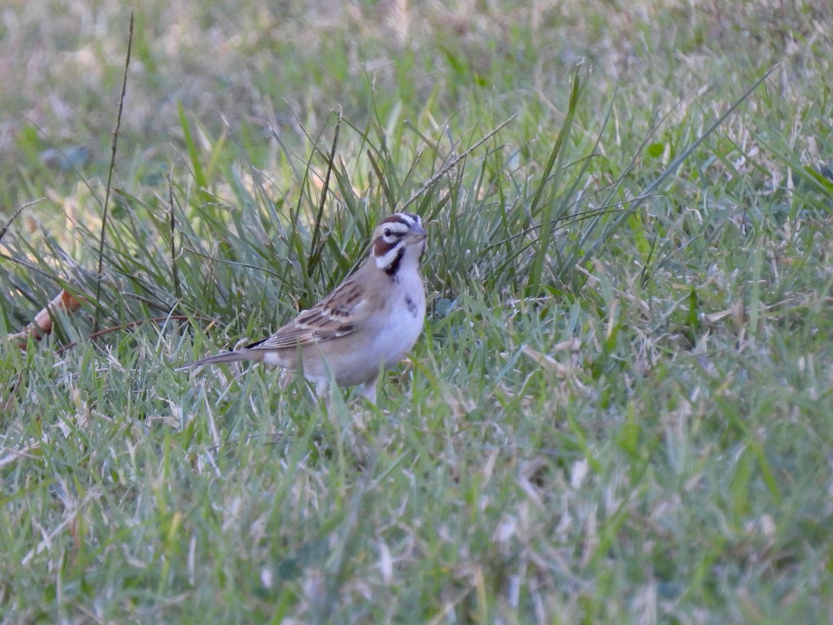 Lark Sparrow - ML646774963