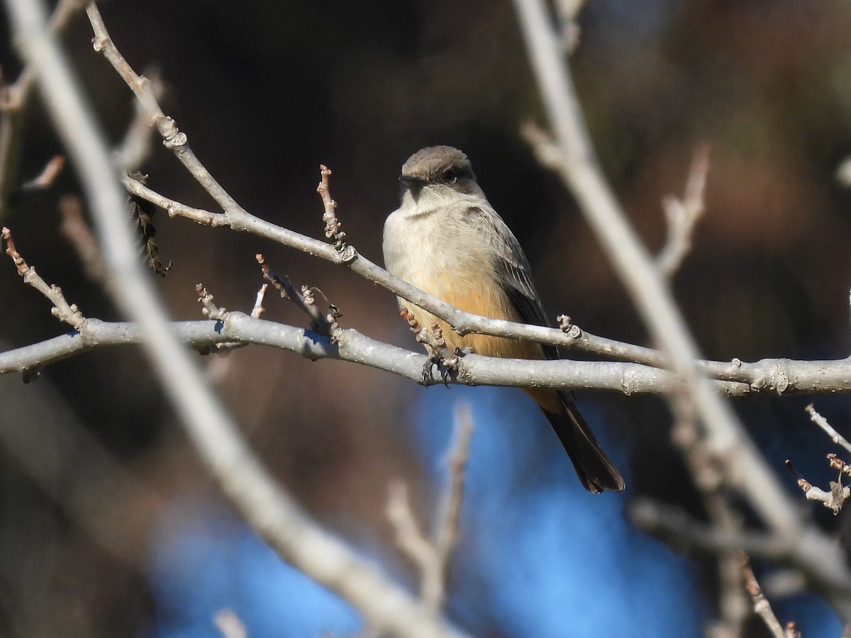 Say's Phoebe - ML646774964