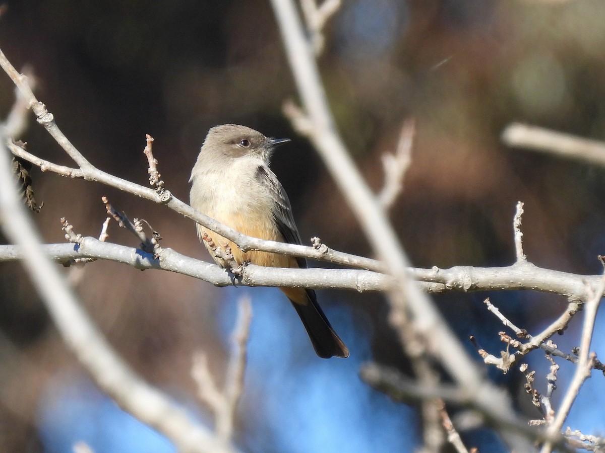 Say's Phoebe - ML646774965