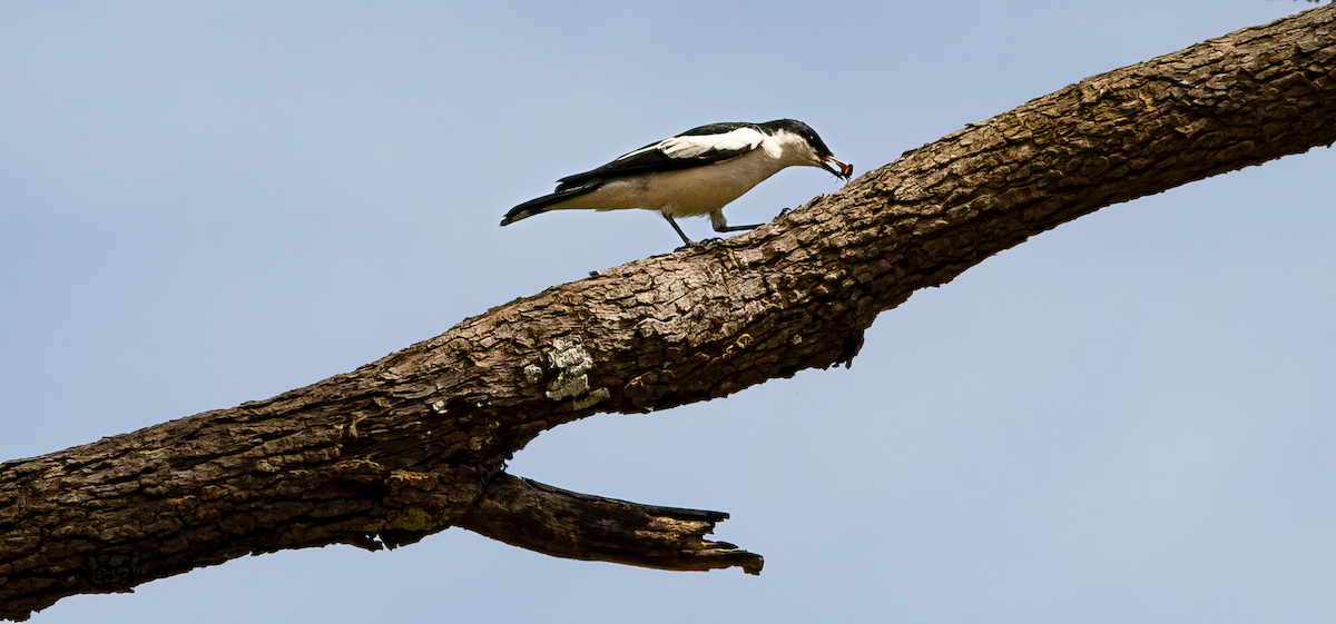 White-winged Triller - ML646774967