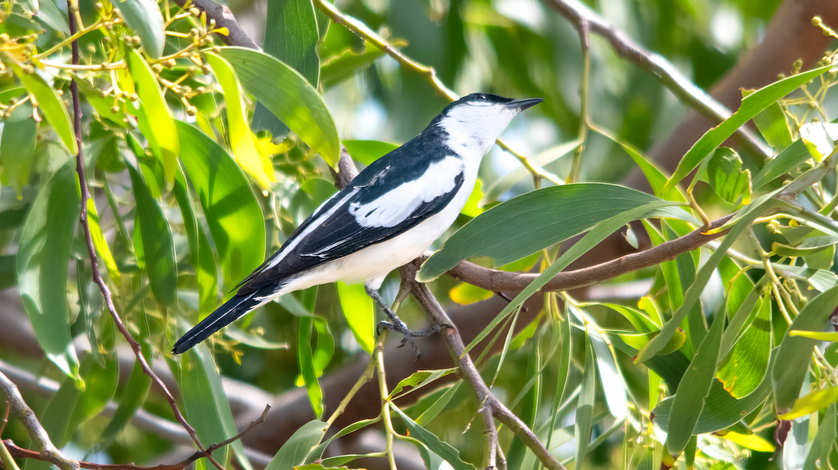 White-winged Triller - ML646774968