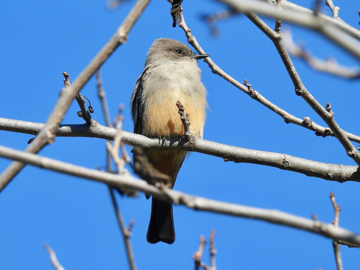 Say's Phoebe - ML646774969