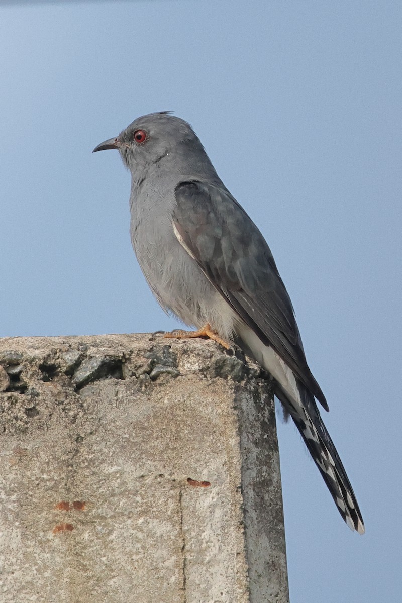 Gray-bellied Cuckoo - ML646774975