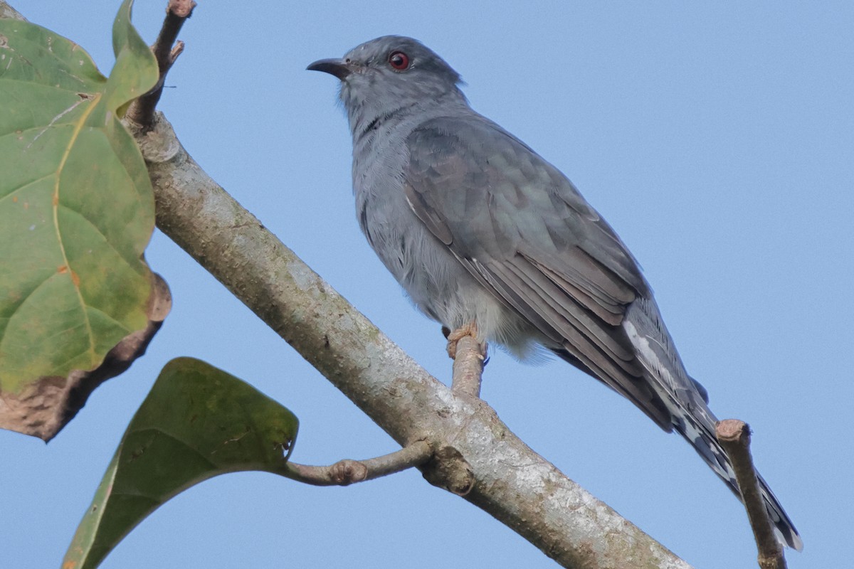 Gray-bellied Cuckoo - ML646774976