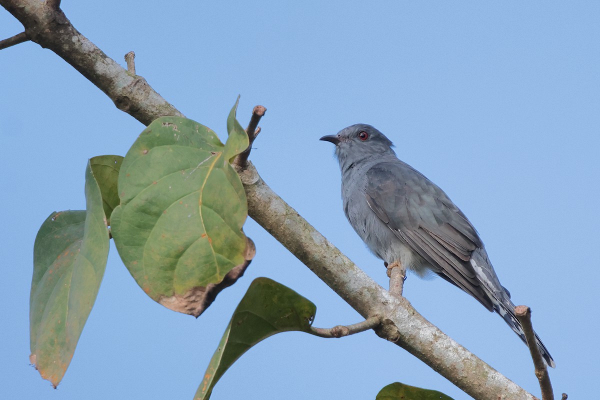 Gray-bellied Cuckoo - ML646774977