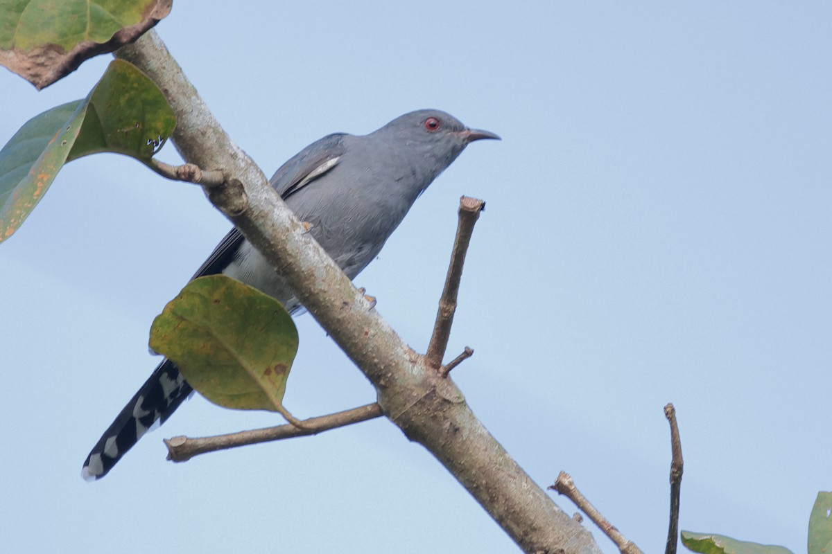 Gray-bellied Cuckoo - ML646774978