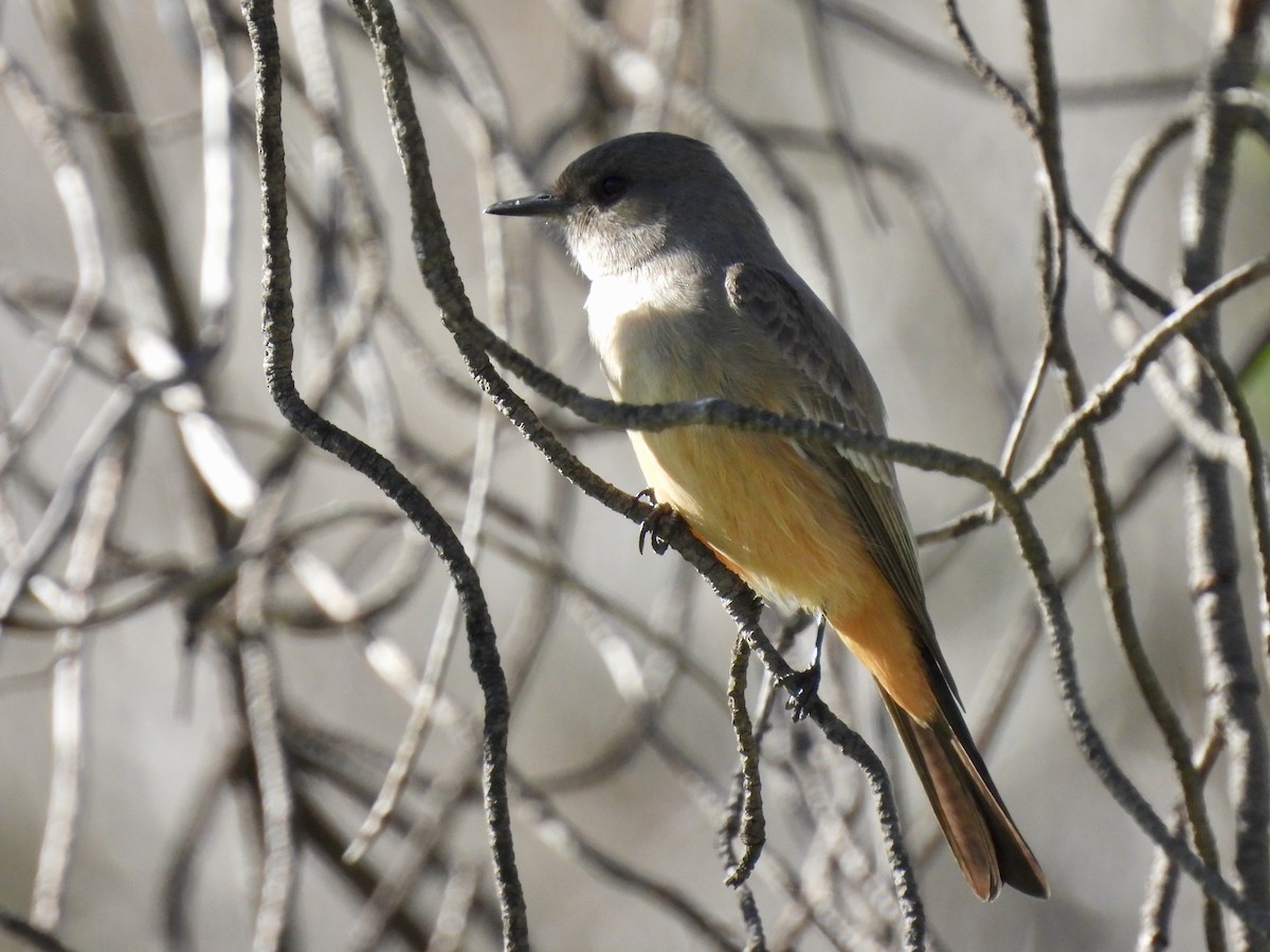 Say's Phoebe - ML646774979