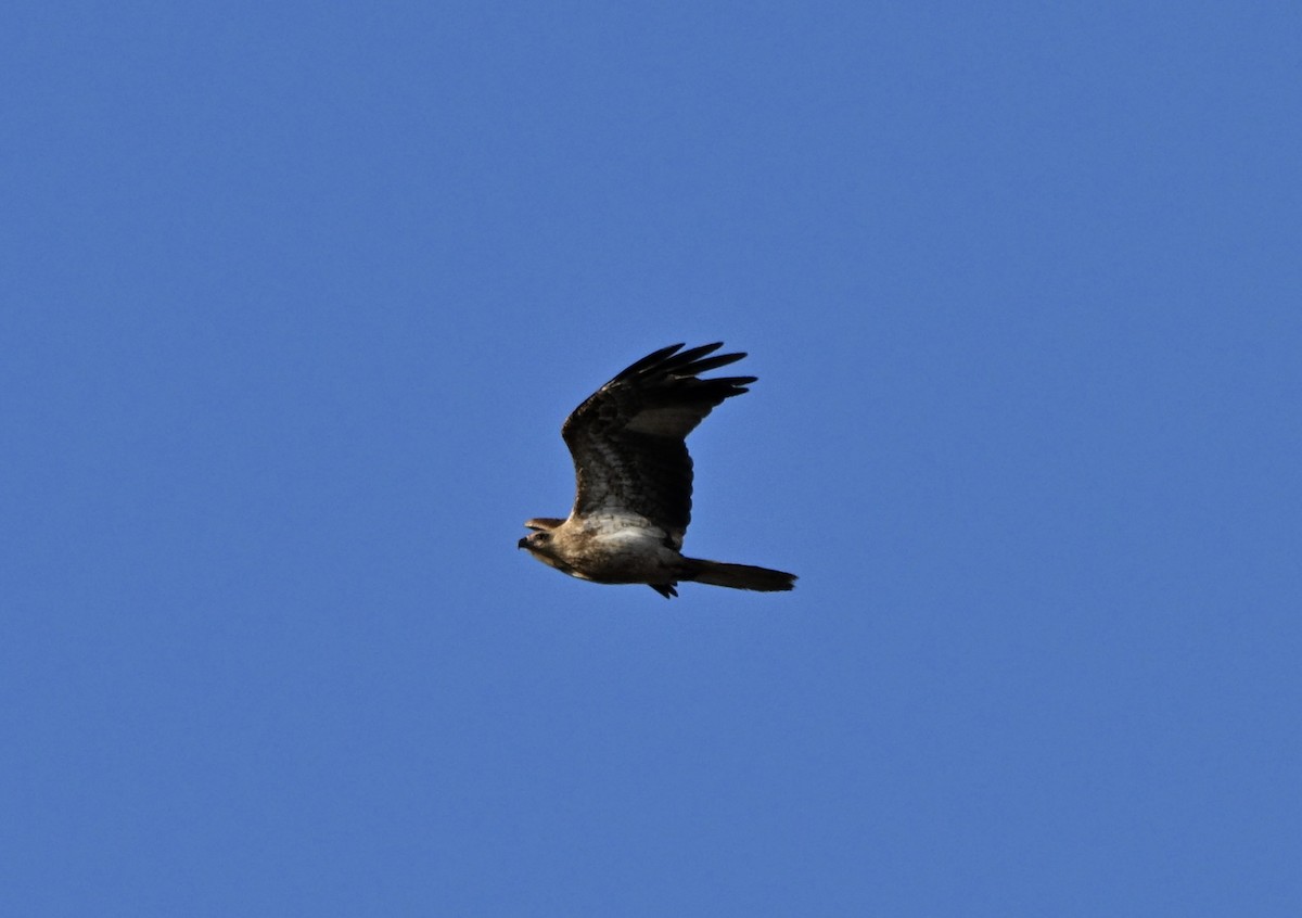 Whistling Kite - ML646774980