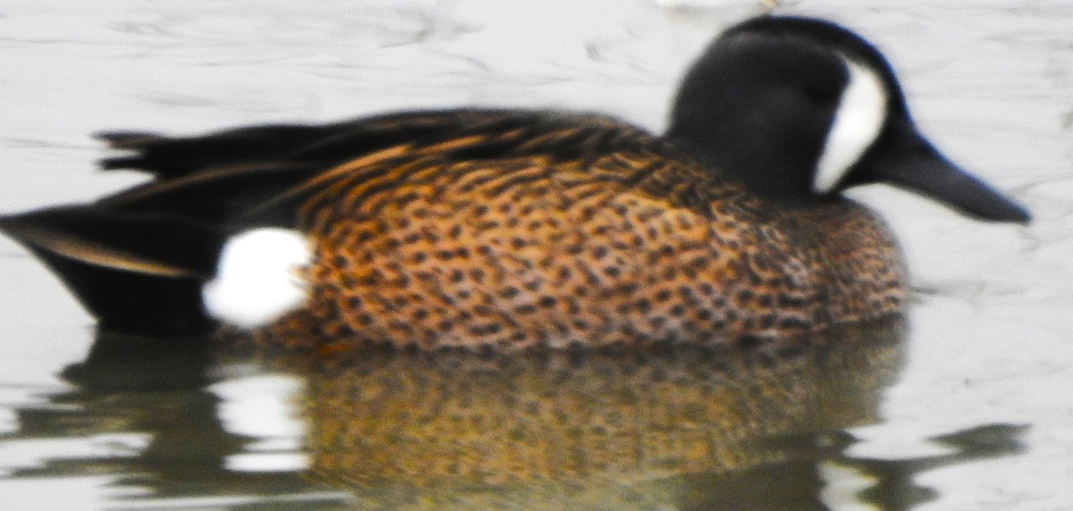 שרשיר כחול-כנף - ML646774981