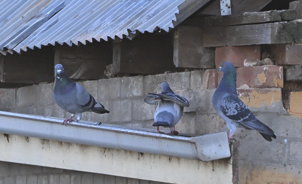 Хөхвөр тагтаа (суурин газрын) - ML646774982