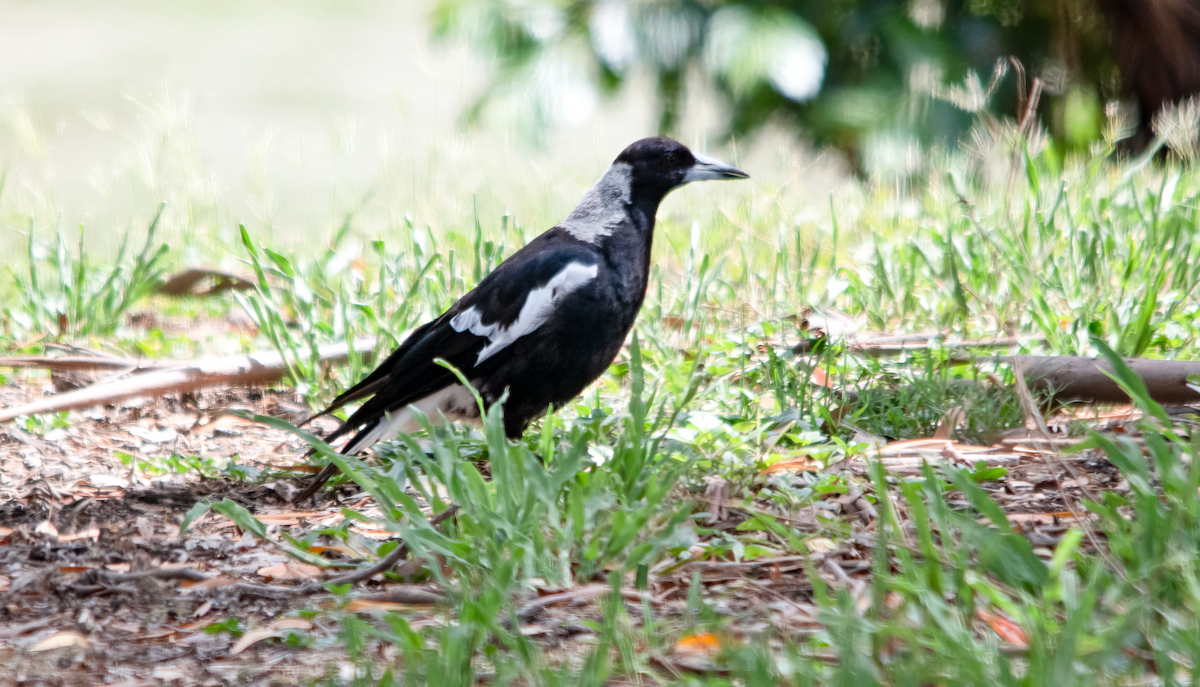 Australian Magpie - ML646774983