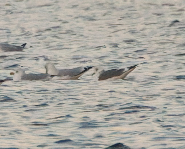 Common/Short-billed Gull - ML646774985