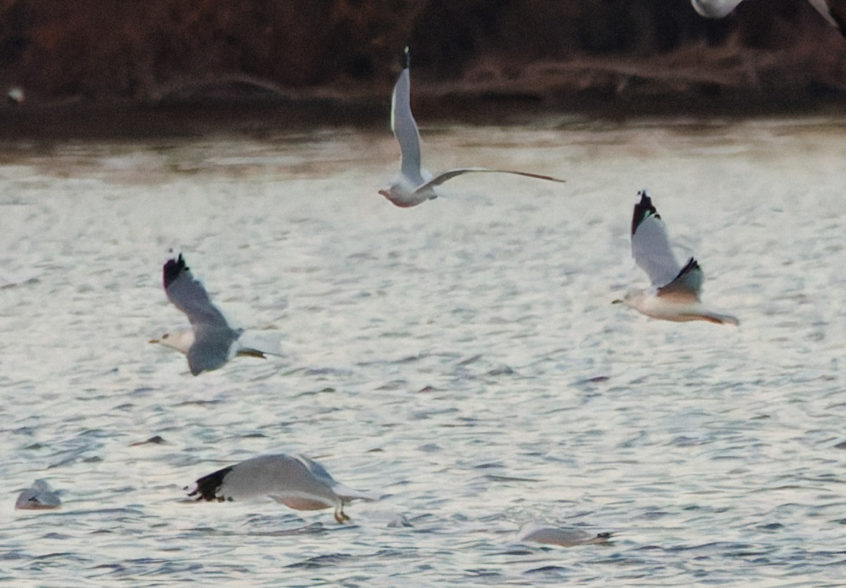 Common/Short-billed Gull - ML646774986