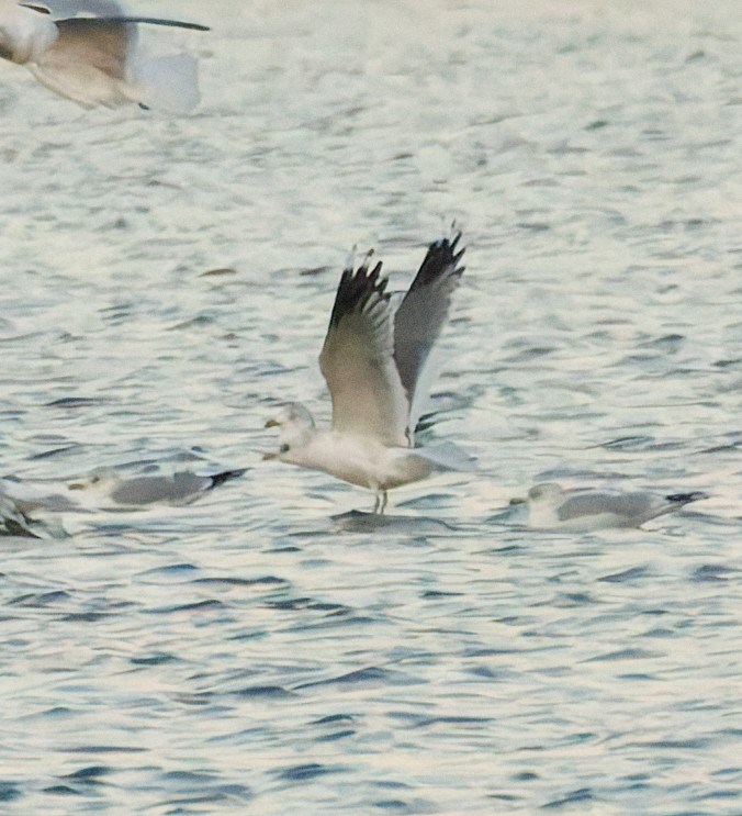 Common/Short-billed Gull - ML646774987