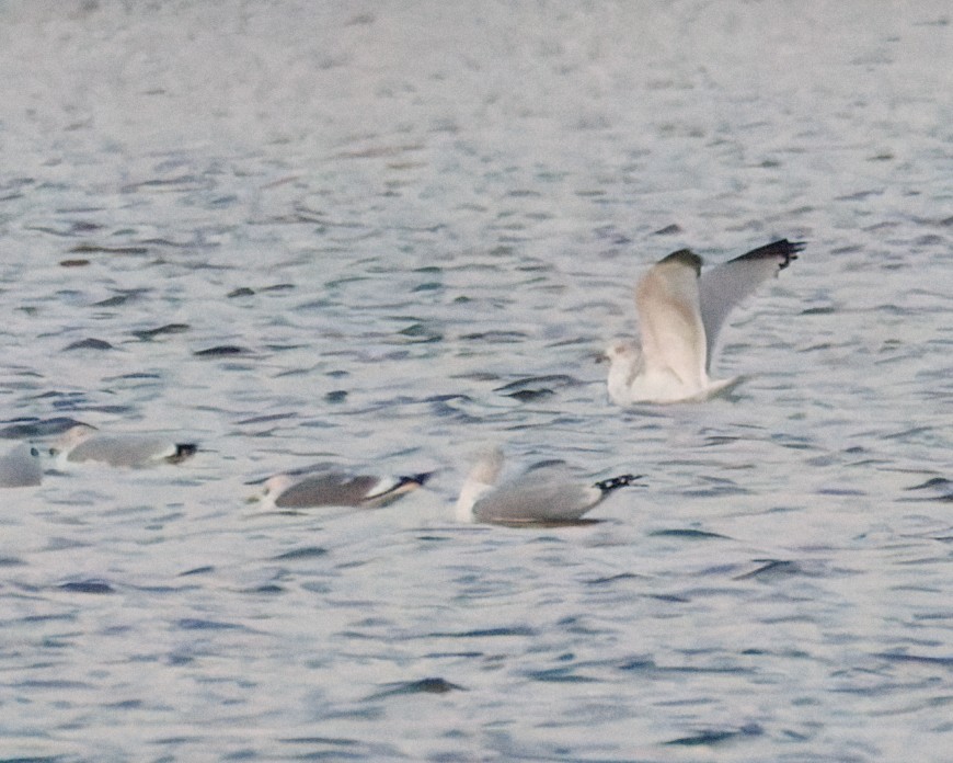 Common/Short-billed Gull - ML646774988