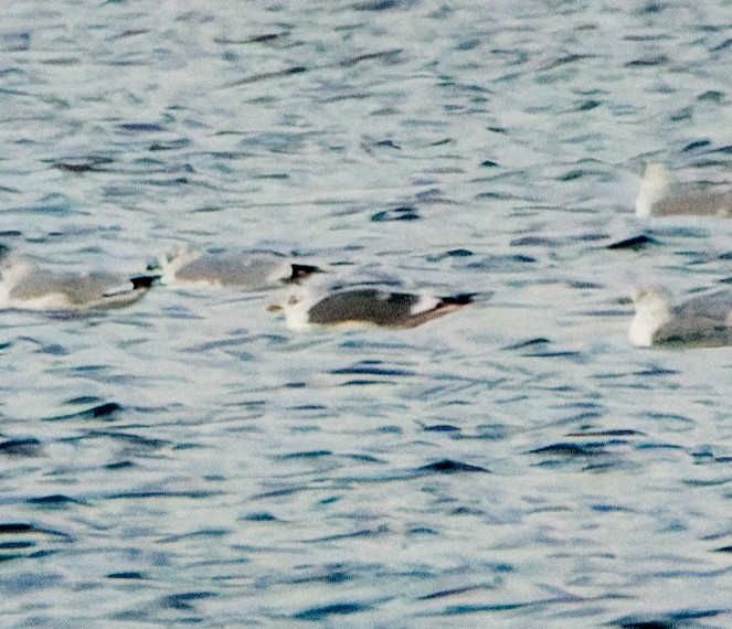 Common/Short-billed Gull - ML646774989